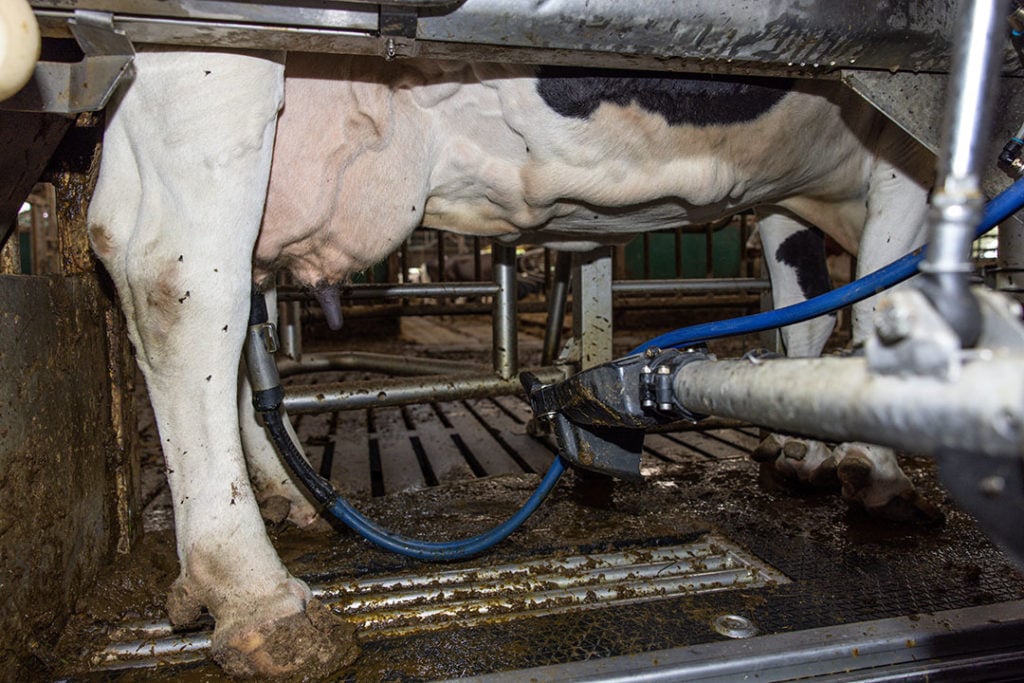 Een koe in een melkrobot. Koeien herstellen sneller van ketose als zij, naast een behandeling met propyleenglycol, voor korte tijd eenmaal daags gemolken worden. - Foto: Peter Roek
