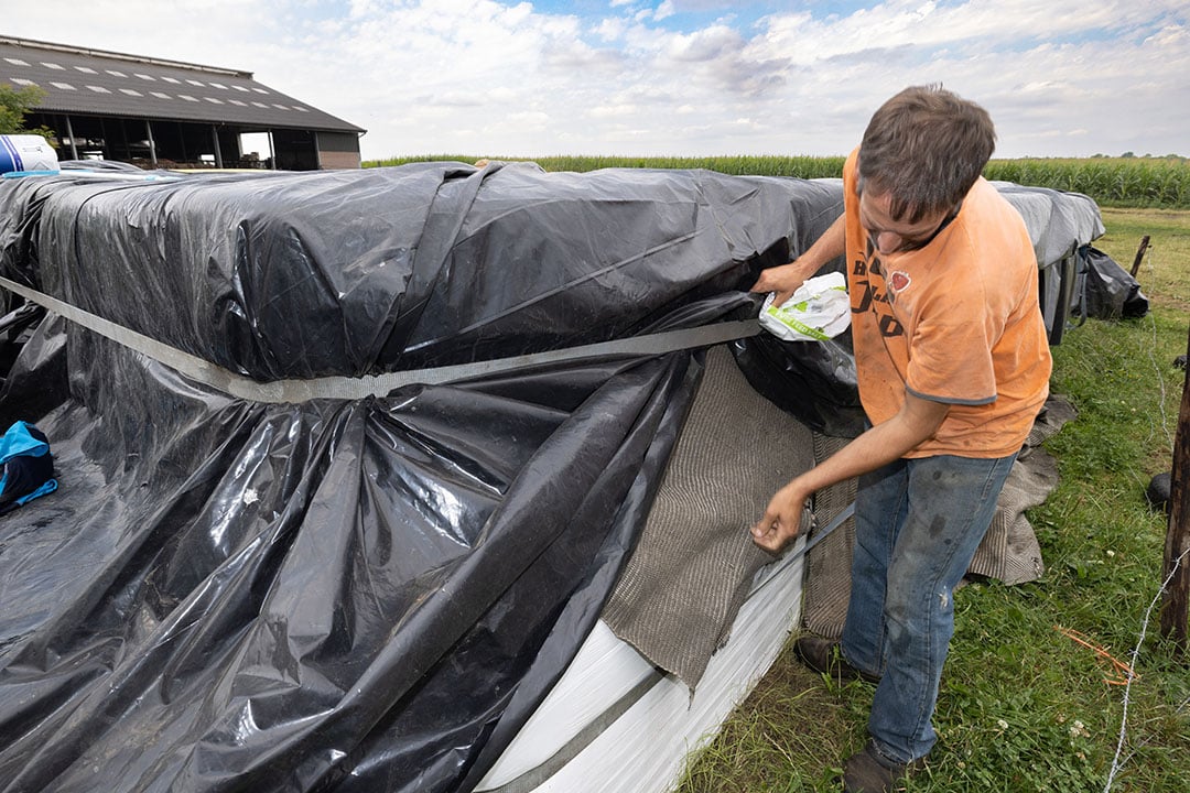 Corné bekleedt de rand van foliebalen eerst met stevig doek. Daaroverheen komt zwart kuilplastic.