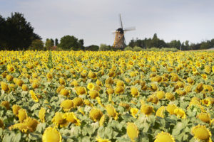 Mulders krijgt veel reacties op zijn zonnebloemen, daarom zette hij er een informatiebord bij. Foto: Wouter van Assendelft - info@vanassendelft.nl - 06-24959121