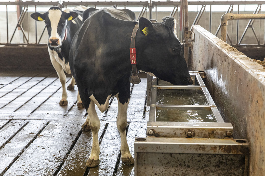 Ook in de stal kan de kwaliteit van water onder druk staan door externe omstandigheden. Foto: Anne van der Woude