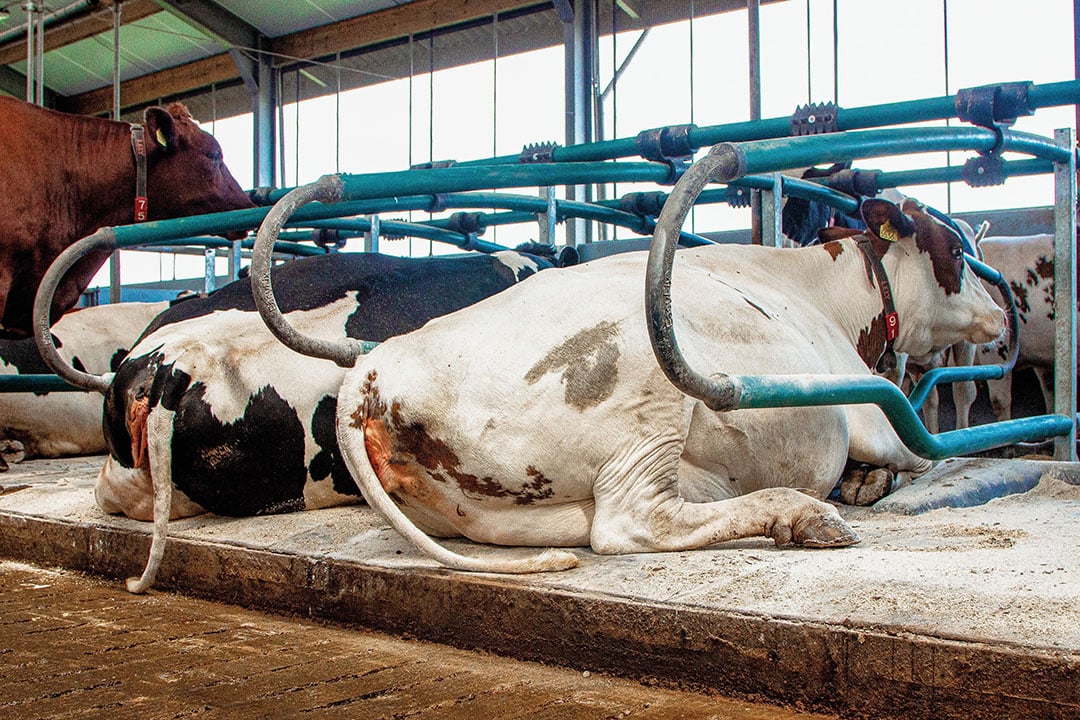 De eerste drie dagen met de nieuwe boxen moesten de koeien even aftasten, daarna wilde ze alleen nog maar in de EasyFix boxen liggen. - Foto: MS Schippers