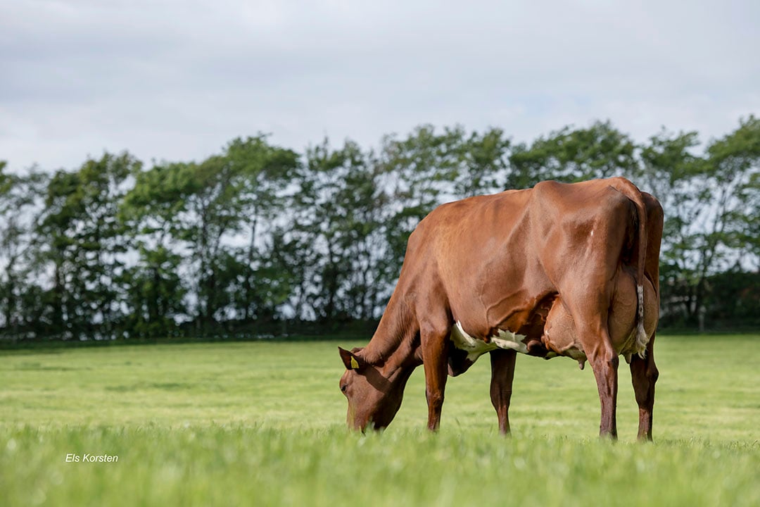 Norsk rød og hvit ku i Norge.  - Foto: Els Korsten