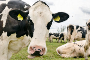 Het bedrijf kreeg in 2012 een natuurvergunning voor het houden van 200 melk- en kalfkoeien en 140 stuks jongvee. – Foto: Herbert Wiggerman