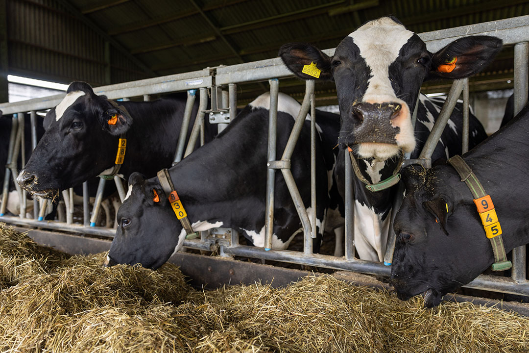 Ieder zijn eigen droogstandsstrategie