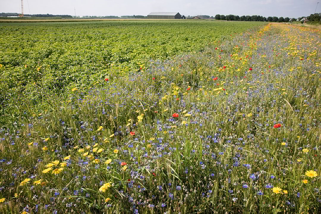 In het nieuwe GLB komt een landschapskaart met ‘landschapselementen’ op of direct grenzend aan agrarische percelen. - Foto: Peter Roek