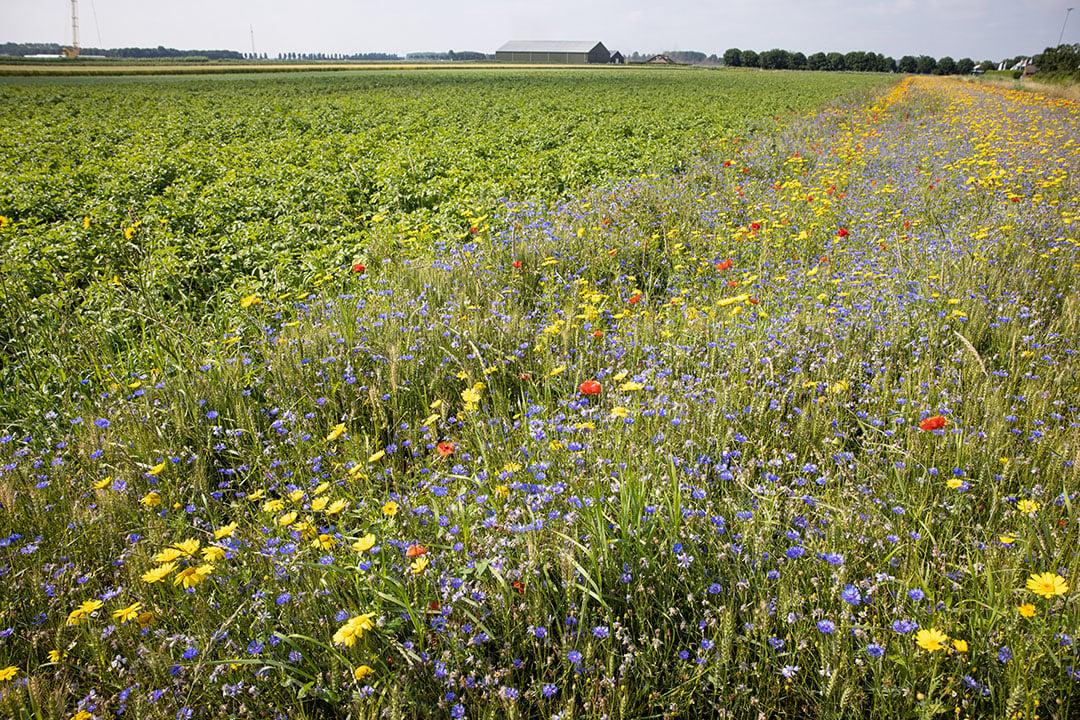 In het nieuwe GLB komt een landschapskaart met ‘landschapselementen’ op of direct grenzend aan agrarische percelen.  - Foto: Peter Roek