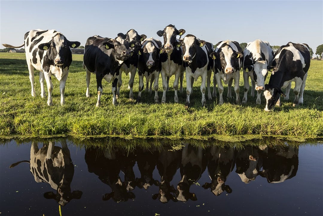 Provincies stellen voorwaarden gebiedsgerichte aanpak stikstof