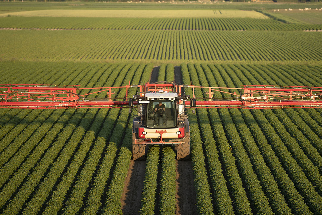 Gewasbescherming in aardappelen. Gangbare telers kunnen minder minder middel toe als ze robuuste aardappelrassen inzetten. - Foto: Mark Pasveer