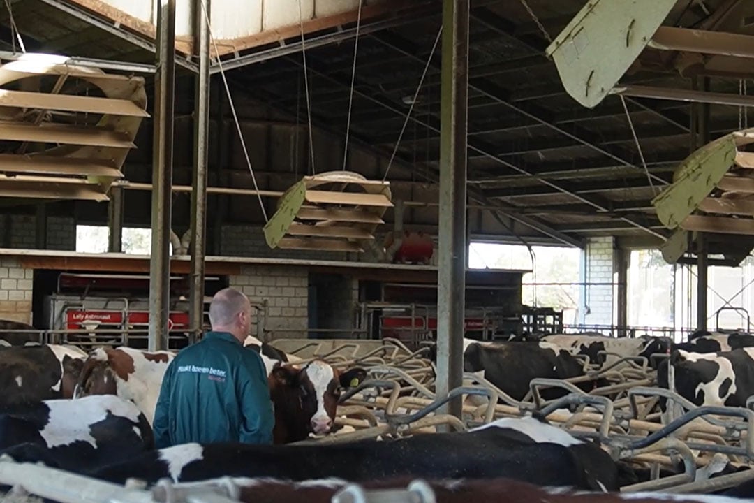 Video | Beter dierwelzijn door juiste ventilatoren in stal