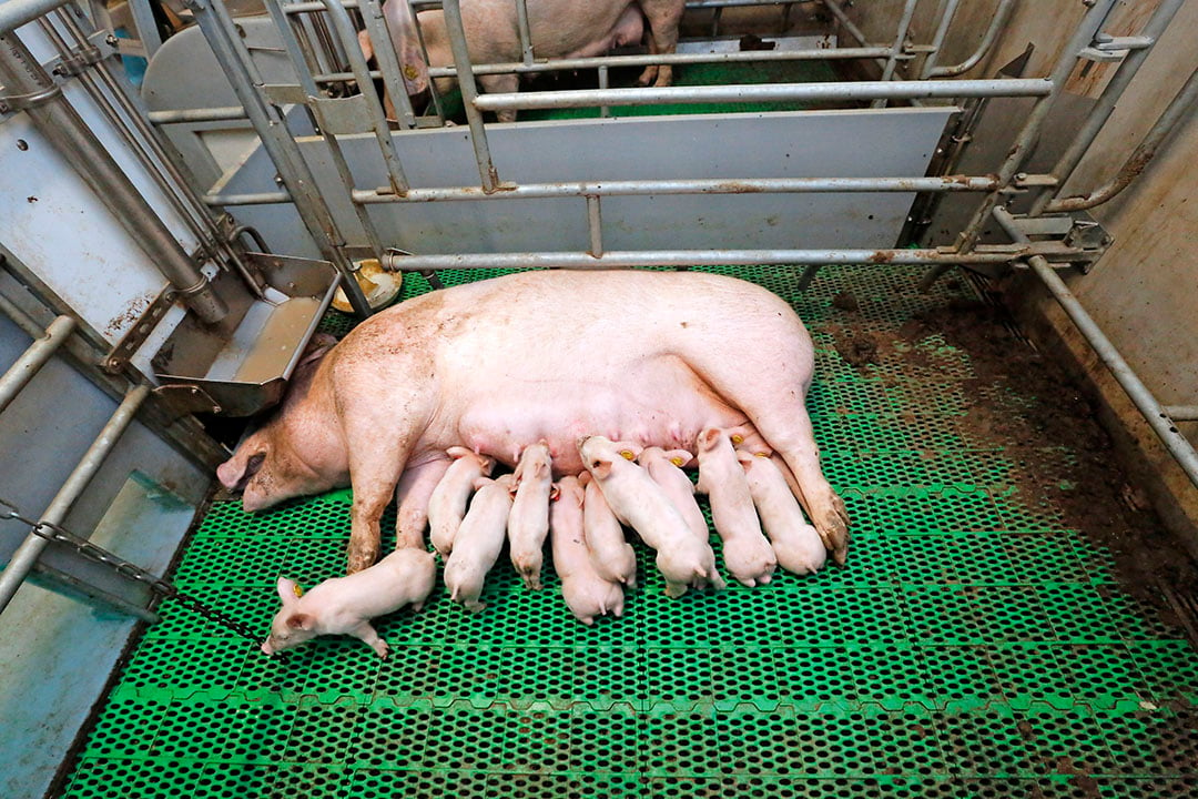 PigLife winnaar Beste Idee van Varkensland