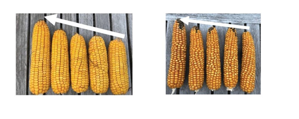 Op de foto ziet u links een Dent-mairas gezaaid op verschillende dichtheden. De kolf vertoont duidelijk een grote EarFlex dan de Flint-maiskolf rechts.