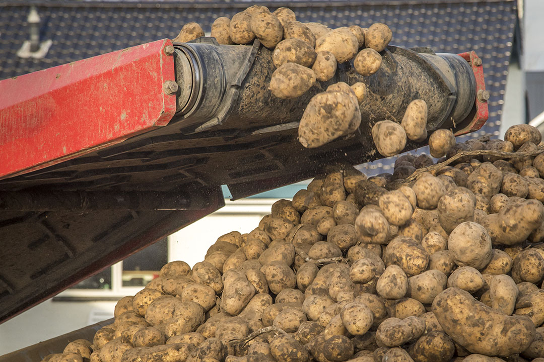 Laden van fritesaardappelen. De POC streeft ernaar dat 70 tot 80 % van de fritesaardappeltelers zich aansluiten om voldoende draagvlak te hebben.  - Foto: Koos Groenewold