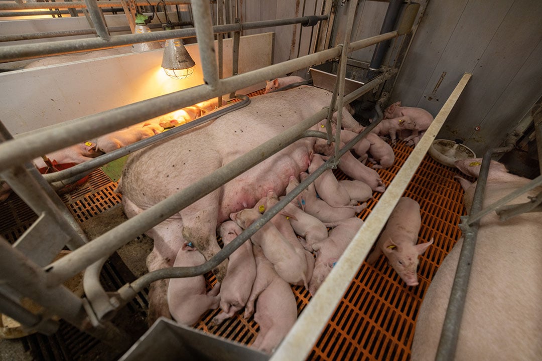 In de varkenshouderij zijn ondanks gestegen afzetprijzen nog steeds zorgen. Zeugenhouders hebben het het moeilijkst. - Foto: Peter Roek