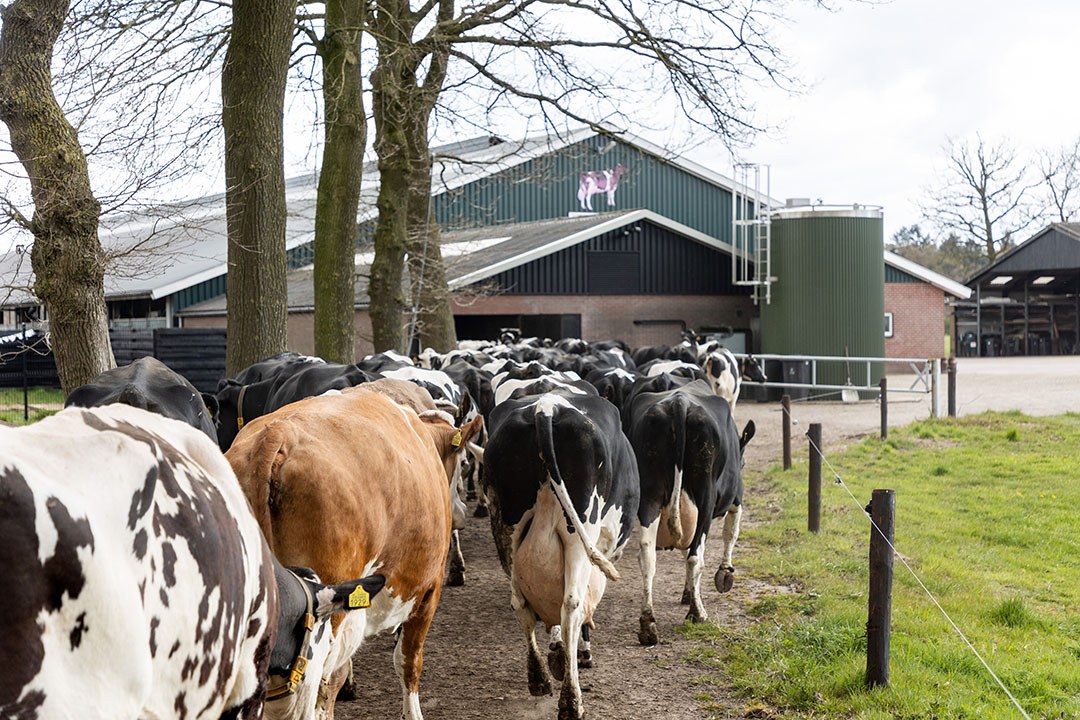 Sterk gestegen melkprijzen compenseren de eveneens sterk gestegen kosten tot nu toe gemiddeld genomen ruimschoots. - Foto: Herbert Wiggerman