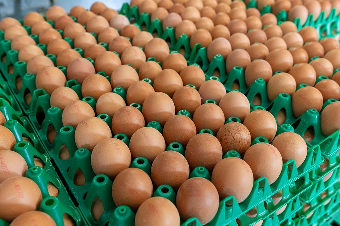 Doe het niet Huis Overname Hogere kostprijs eieren door EU-eisen - Boerderij