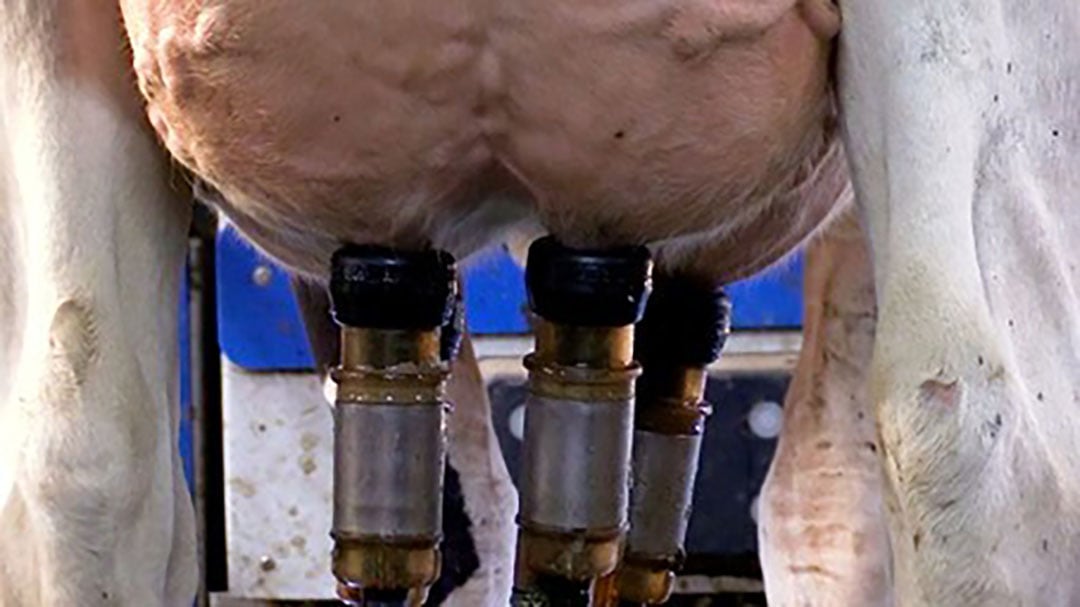 De nieuwe melkrobot, Gemini Powered by SAC, heeft drie maanden ongeveer 50 van de 215 koeien van de biologische boer gemolken.