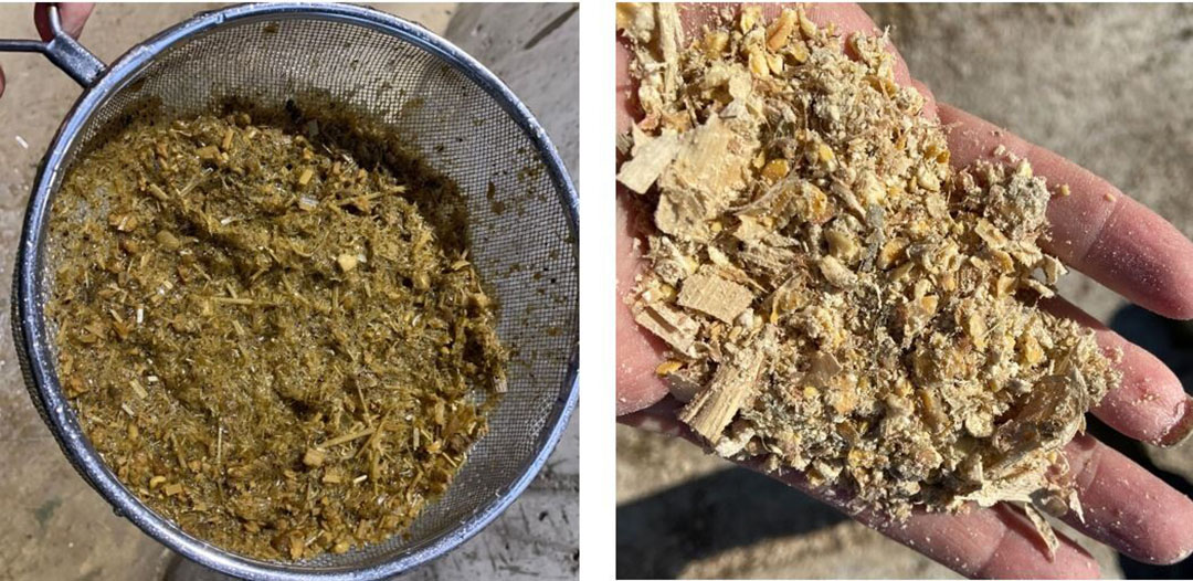 Links: van Eerden toont de mest: nagenoeg geen maispitten in de mest met Dent-mais. Rechts: MKS als krachtvoer.