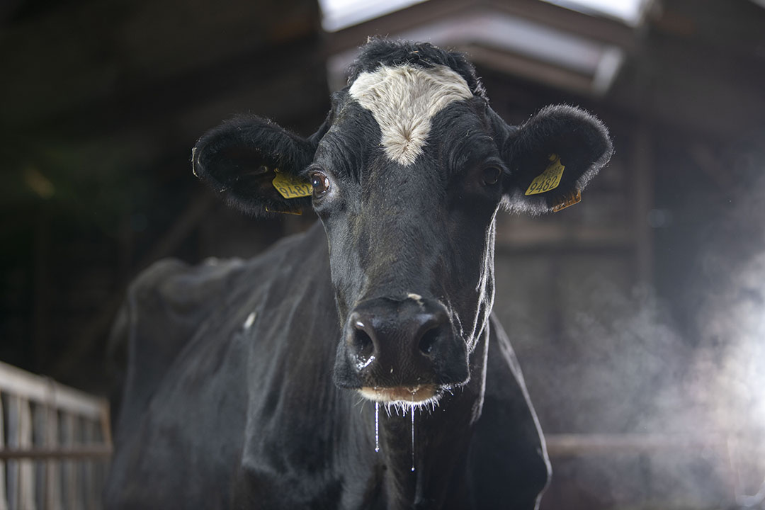 Roelie 402, de enige koe die bleef. Ze haalde nog de 100.000 liter en Eize overweegt nu of hij haar zal houden om de 10.000 kilo vet en eiwit te halen.