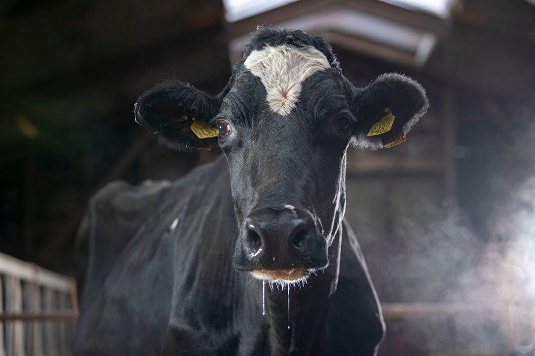 Roelie 402, de enige koe die bleef. Ze haalde nog de 100.000 liter en Eize overweegt nu of hij haar zal houden om de 10.000 kilo vet en eiwit te halen.