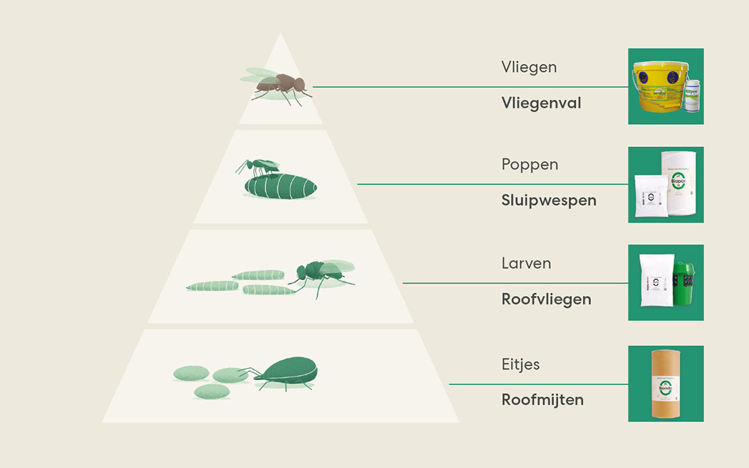 Bestico zet verschillende soorten nuttige insecten en vliegenvallen in om elke levensfase van de ongewenste vlieg aan te pakken. - Afbeelding: Bestico