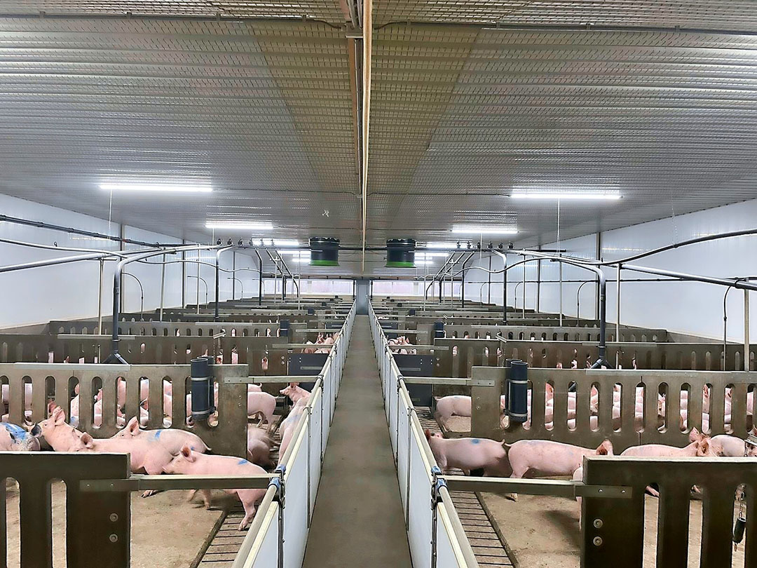 Een afdeling in de nieuwe stal. Deze telt 24 hokken met 12 varkens. Sinds enkele jaren is omgeschakeld naar productie voor Beter Leven 1 ster. Daardoor liggen de varkens wat ruimer. - Foto: Irene van der Heijden