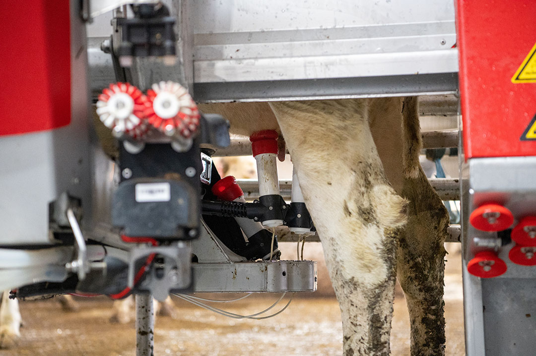 Bij gebruik van een melkrobot heeft een veehouder bijna nooit zicht op de uier. Ook in de meeste melkstallen is de locatie waar uiersmet kan optreden vaak slecht zichtbaar. Daarom is maandelijkse controle gewenst. - Foto: Michel Velderman