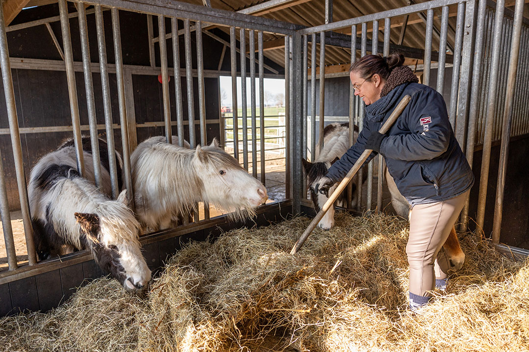 Astrid beheert een opfokbedrijf voor koudbloedhengsten.