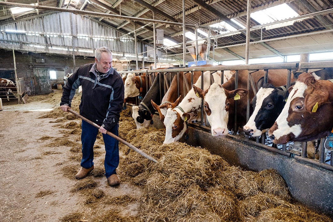 André richt zich op zijn 50 melkkoeien en 20 stuks jongvee.