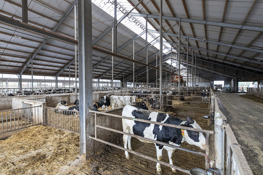 Vergeleken met akkerbouwers en varkenshouders zijn melkveehouders niet zo lang gewend aan marktfluctuaties. Maar ze krijgen nu ook meteen veel op hun dak. De melkprijs is slechts één voorbeeld. Die steeg én daalde het afgelopen anderhalf jaar met zo’n € 0,20 per kg.