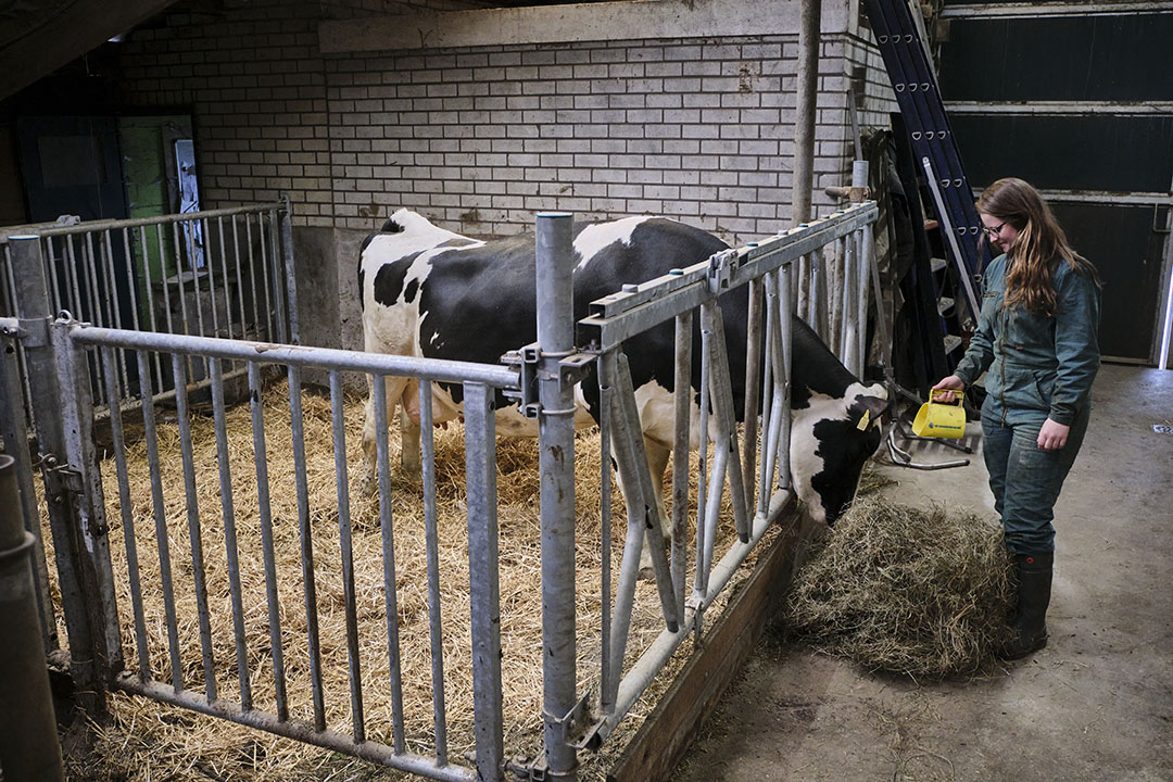 Het afkalfhok. Na het afkalven krijgen koeien het melkveerantsoen. Ze beginnen dan meteen te bunkeren. Dat is een goed teken.