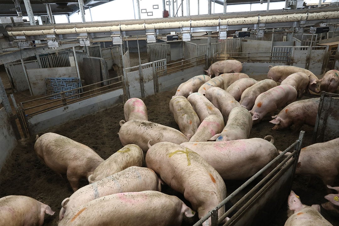 Een zeugenstapel moet zo evenwichtig mogelijk zijn. Oudere zeugen kunnen sneller uitvallen. Jonge zeugen hebben betere genetica, maar mogelijk een hogere infectiedruk door bedrijfseigen ziektekiemen. - Foto: Henk Riswick