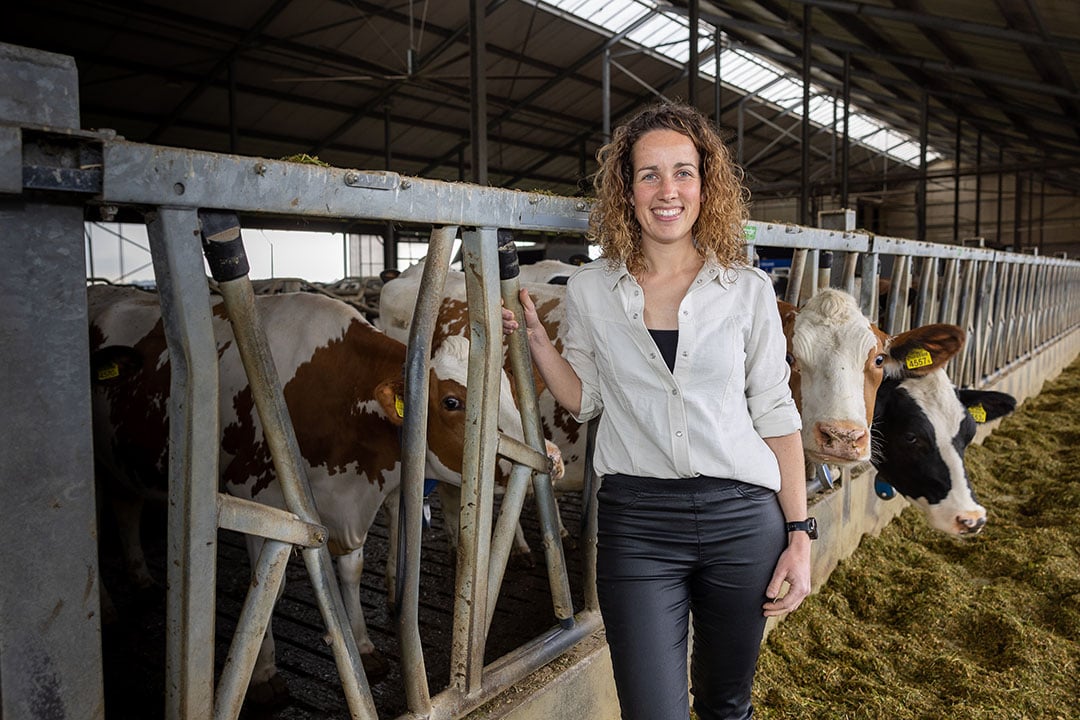 Ilse van den Meijdenberg heeft 200 melk- en kalfkoeien in Zaamslag (Zld.). Met de Cuddlebox kan ze koeien snel separeren, melken en de biest aan het kalf geven. - Foto: Peter Roek