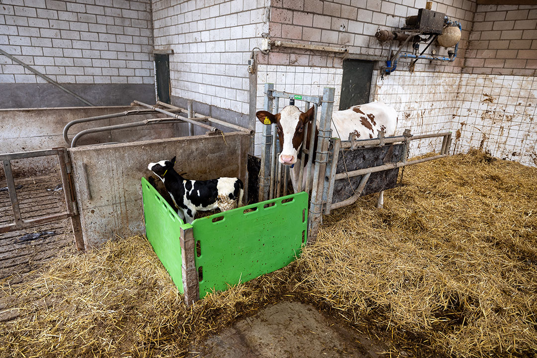 Een koe en kalf in de Cuddlebox. Vetvice heeft de box ontworpen omdat veehouders het soms lastig vinden om genoeg biest te winnen van vaarzen. De stress die koeien rond afkalven ervaren is een onderschatte factor. - Foto: Peter Roek