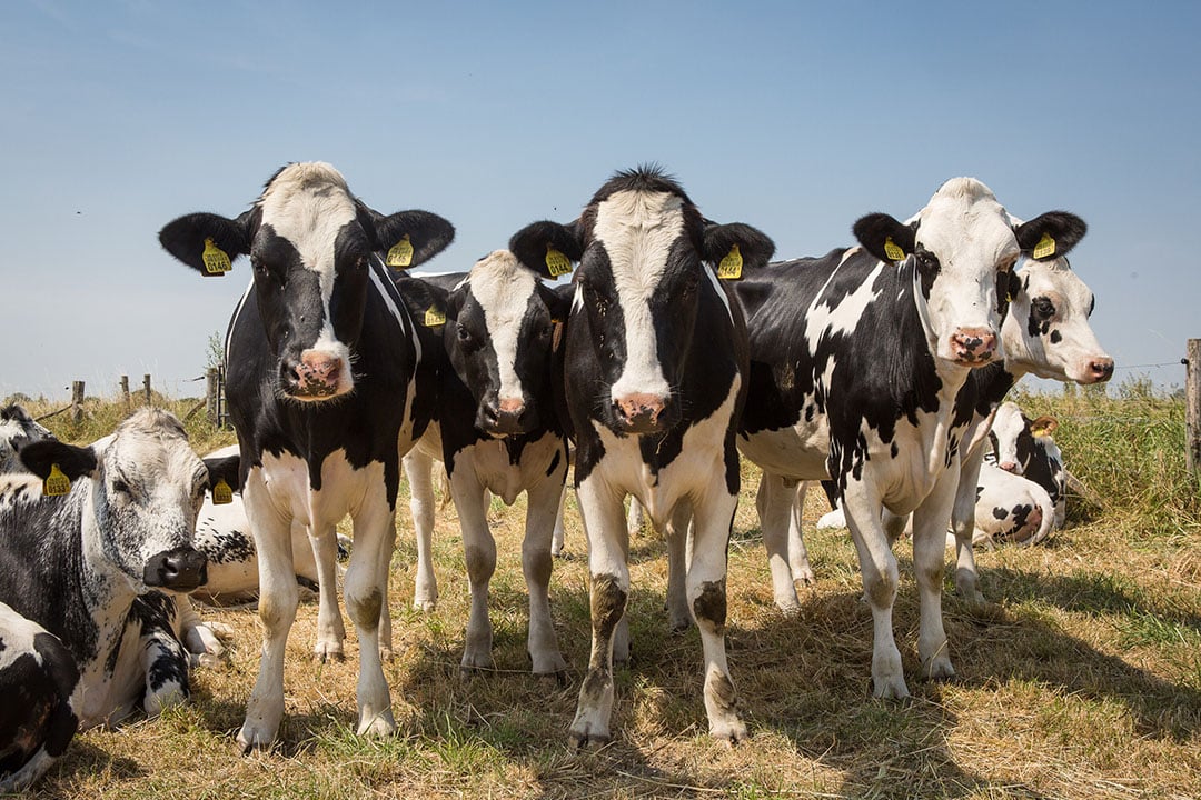 Oeso: versnel verduurzaming Nederlandse landbouw