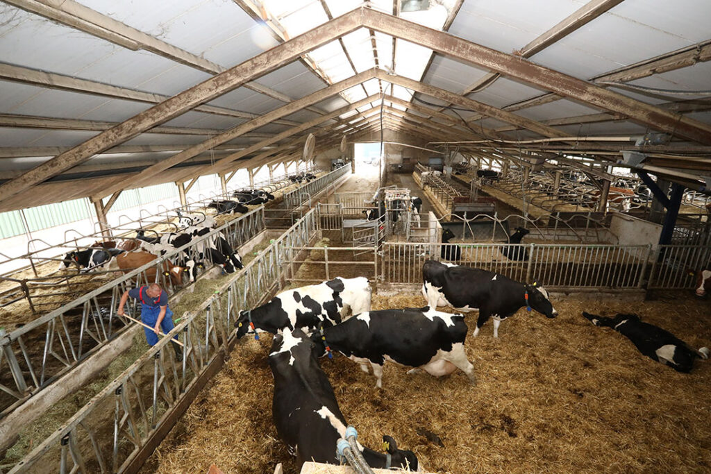 Overzicht van de melkveestal. Rechts onderin een strohok en in het midden en rechts de melkkoeien.