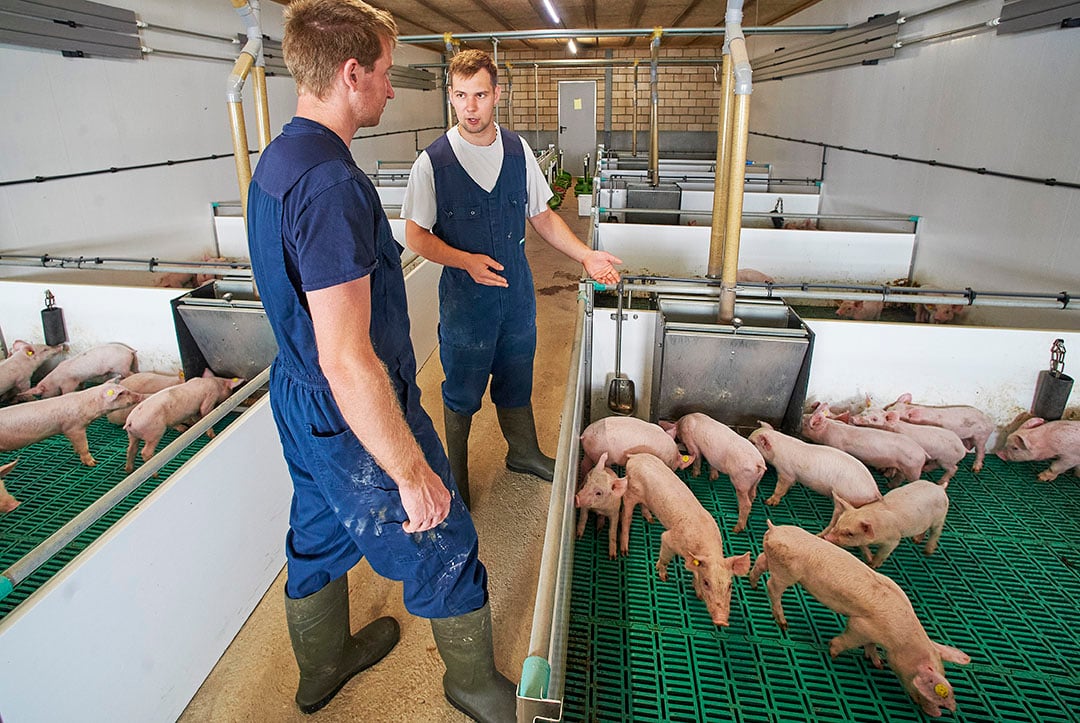 Dierenarts Tijmen Vos van dierenartspraktijk AdVee geeft varkenshouder Niek Hermens advies. AdVee is één van de grote dierenartspraktijken die niet door een investeerder is overgenomen. - Foto: Van Assendelft