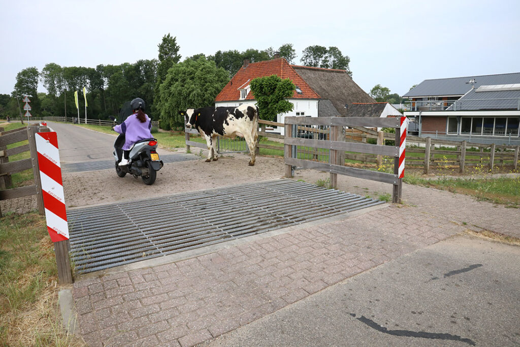 Een voorbijganger steekt het wildrooster over. De koeien lopen op hun gemak de stal in en uit en hebben minder klauwproblemen.