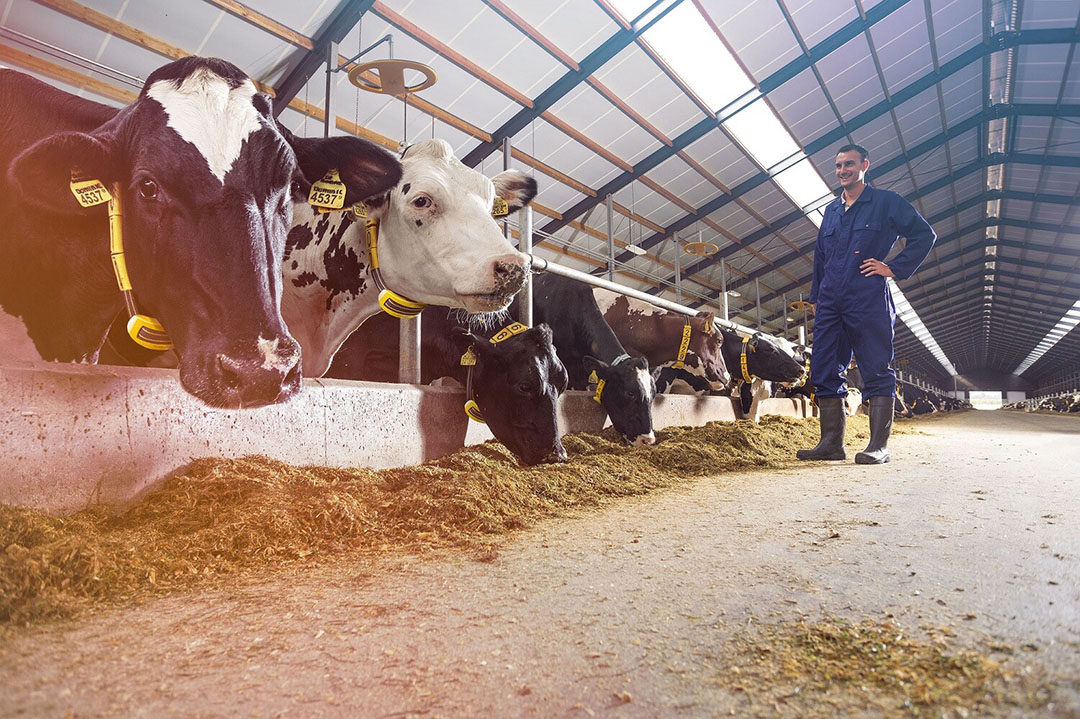 Activiteitenmonitoringssystemen sturen waarschuwingen als de vreettijd van een koe daalt óf als deze lager is dan het gemiddelde van de kudde. - Foto: Nedap