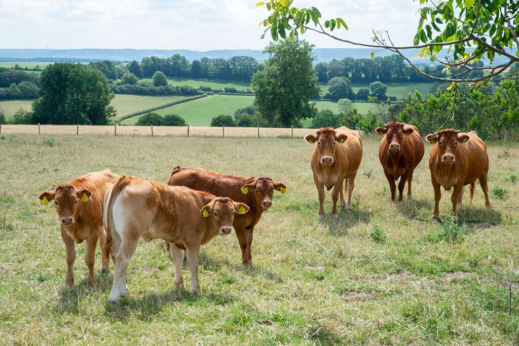 De Limousin-kudde loopt in vier natuurgebieden: het Geuldal, het Savelsbos, het Gerendal en Landgoed Terworm.
