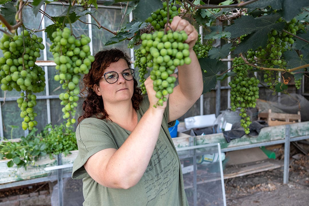 Leonie dieft haar druiven in de tuin.