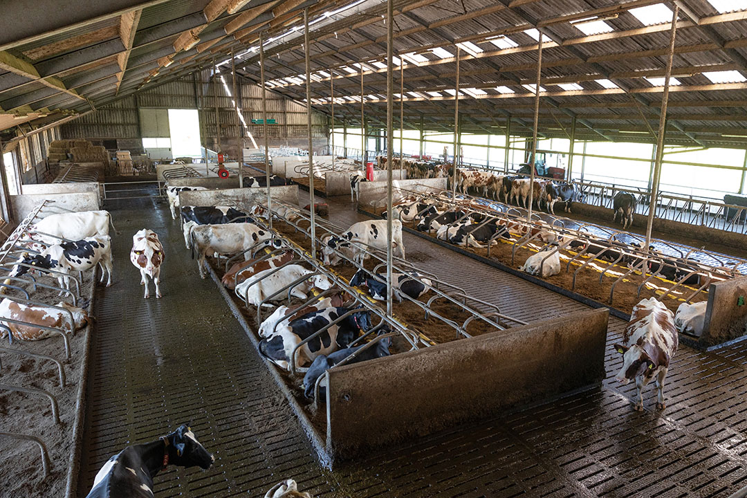 De ligboxenstal biedt plaats aan 109 melkkoeien en 18 stuks jongvee. Met de huidige veestapel is er ruimte genoeg. De koeien worden gemolken in twee Lely-melkrobots. De gemiddelde melkproductie is 8.500 kg per jaar bij 3,75% eiwit en 4,20% vet).