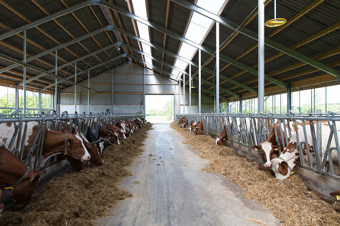 Met behulp van de gele bakens aan het plafond van de stal en de SmartTags om de koeien weet Bert Versteeg exact waar elke koe staat.