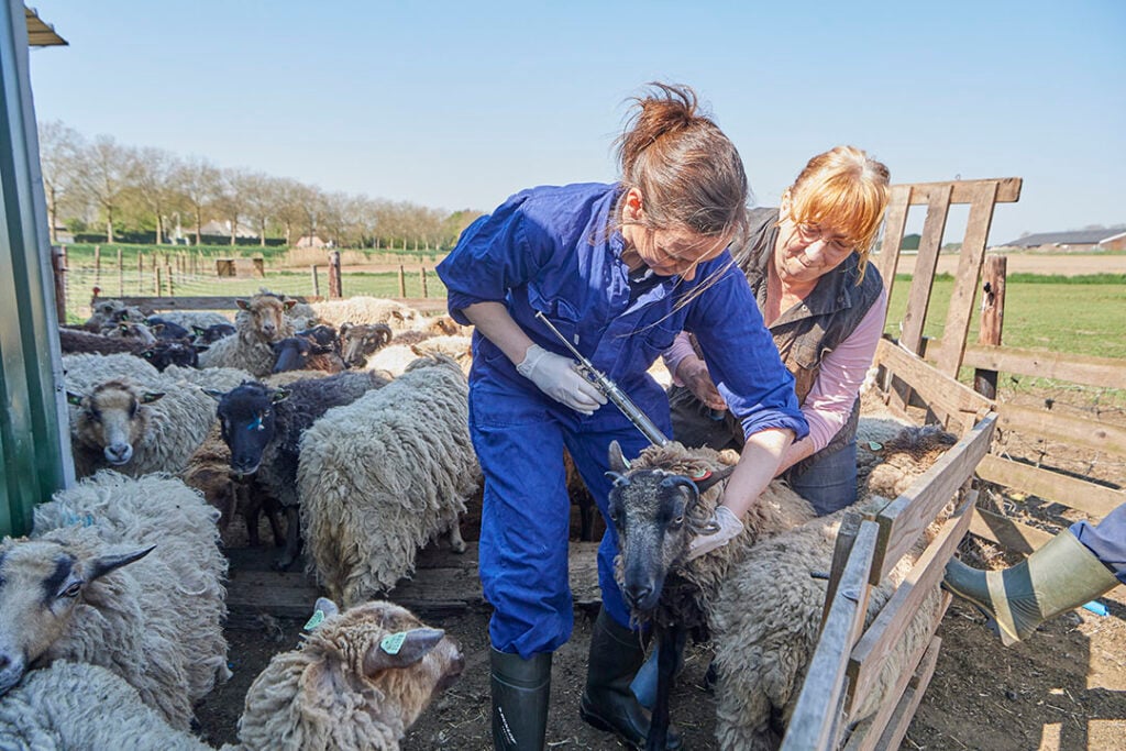 Enting tegen blauwtong serotype 8 op een Nederlands schapenbedrijf in 2019.