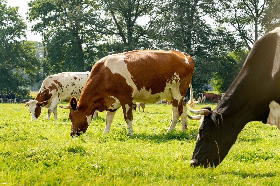 Weidegang, via stripgrazen, staat op het biologisch dynamische bedrijf centraal in de voeding van de gehoornde melkkoeien.