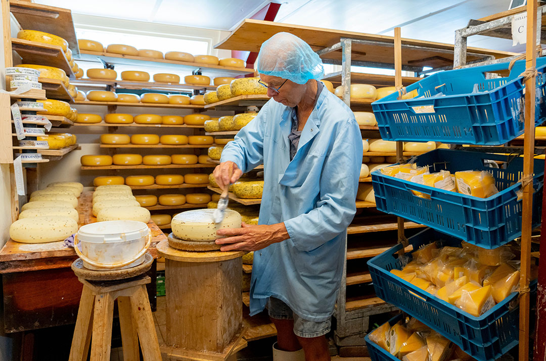 De kaas in de opslag wordt dagelijks verzorgd. Zo moet er regelmatig gekeerd worden en worden de kazen gecoat met de kwast.