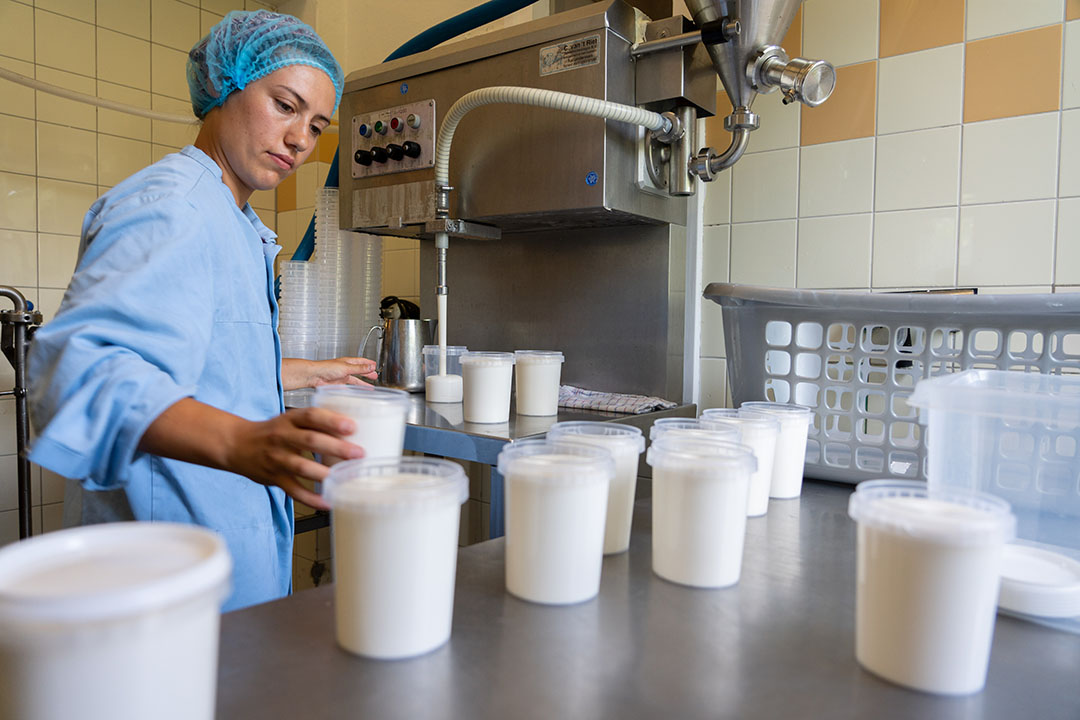 Alle melk wordt op het eigen bedrijf verwerkt tot onder meer dagverse melk, kwark, yoghurt en kaas. Hier wordt kwark afgevuld in bekers.