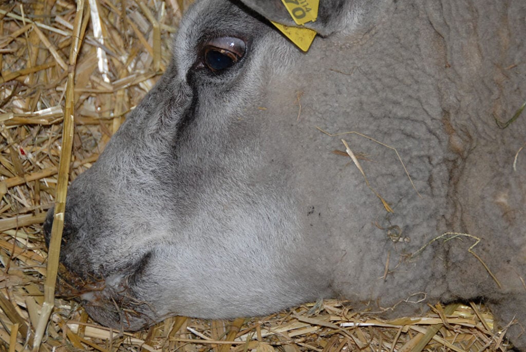 Schaap dikke kop, mond- en neusuitvloeiing.