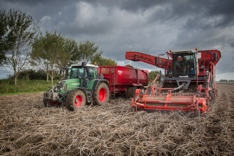 Voor 1 oktober aardappelen rooien is geen verplichting. Bij latere oogst (op zand en löss) volgt wel een korting op je stikstofgebruiksnorm in het komende jaar, maar geen boete of andere sanctie. - Foto: Peter Roek