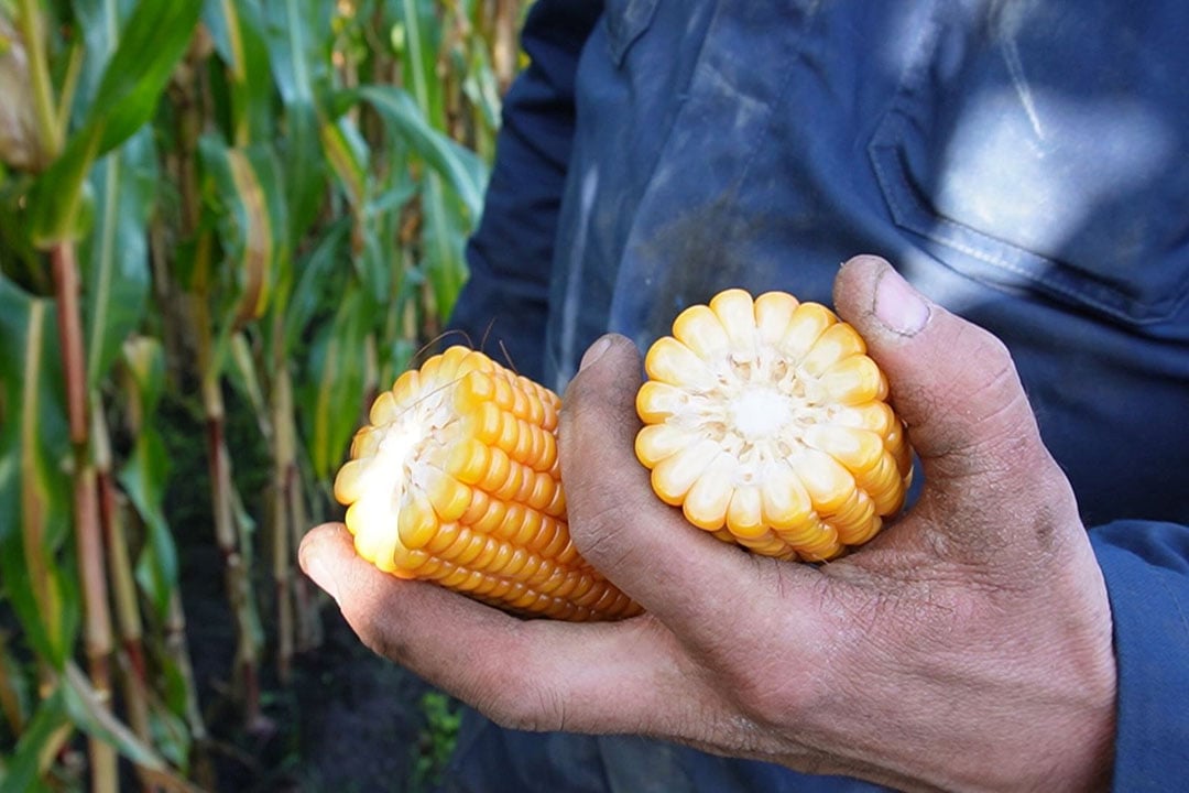 Mais met super kolf gehakseld in Eesergroen Boerderij