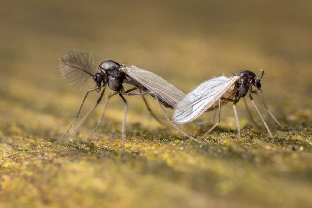 Knutten in close-up: kleine insecten met grote gevolgen voor de veehouderij vanwege blauwtong. - Foto: Canva/Getty Images